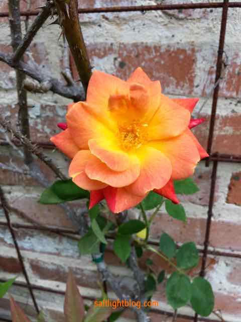 The sunny colors of this rose in my garden remind me of God