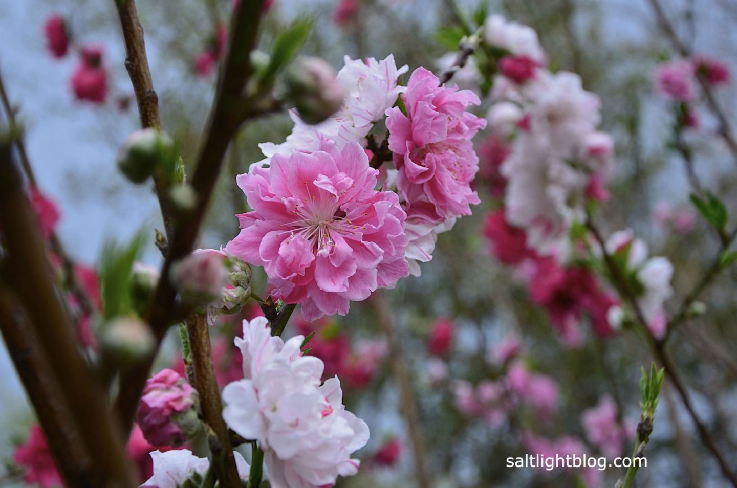 Our Peppermint Peach Tree's gorgeous blossoms of pink, fuchsia and white