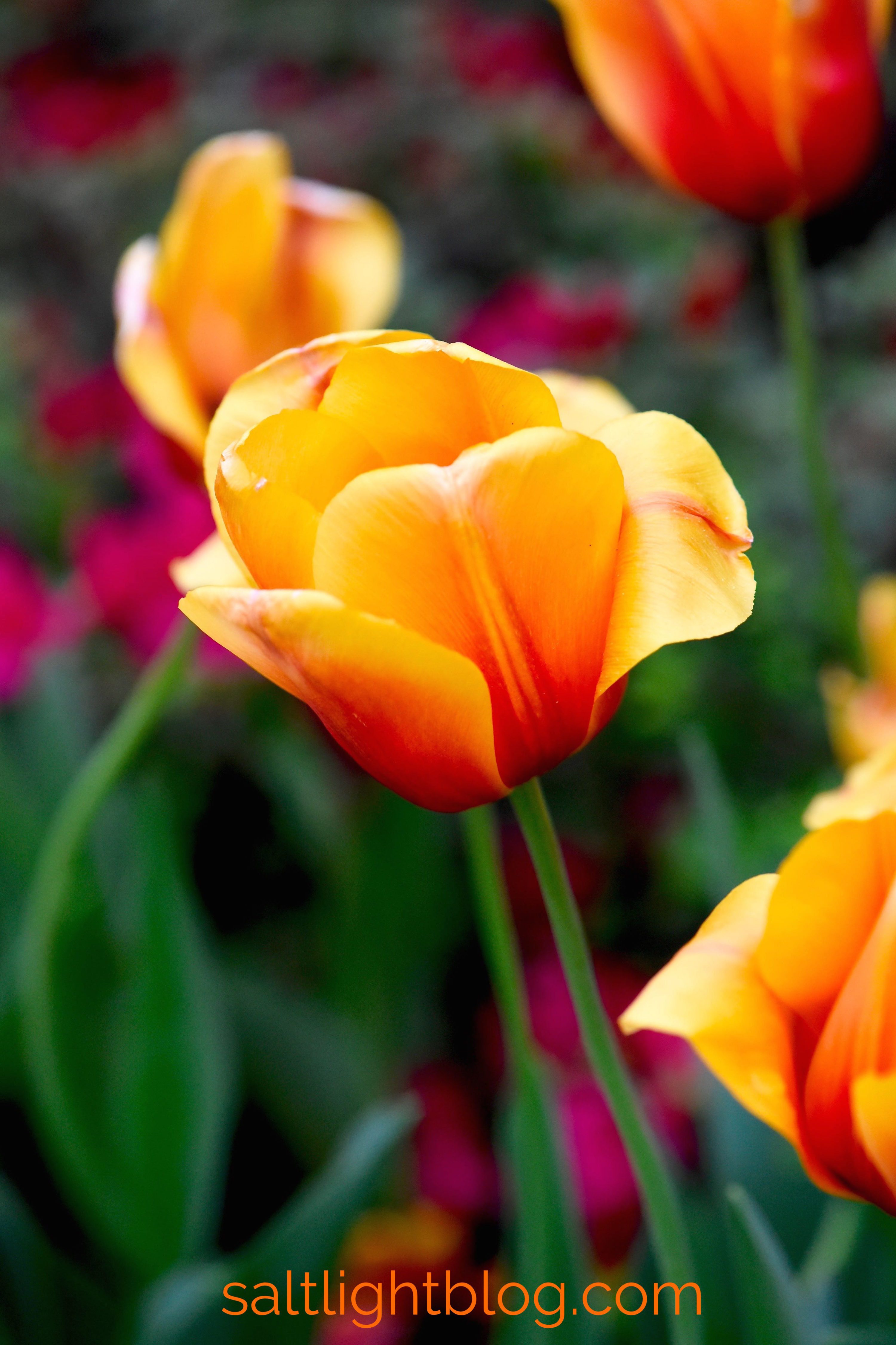 Tulip Cash has large, bold flowersgold and copper with tangerine and raspberry-red flames