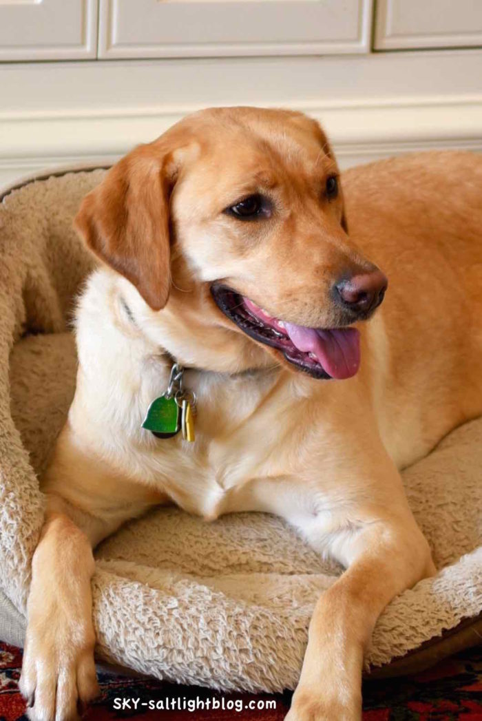 Beautiful Sky our blonde Lab happily lounging in her doggie bed