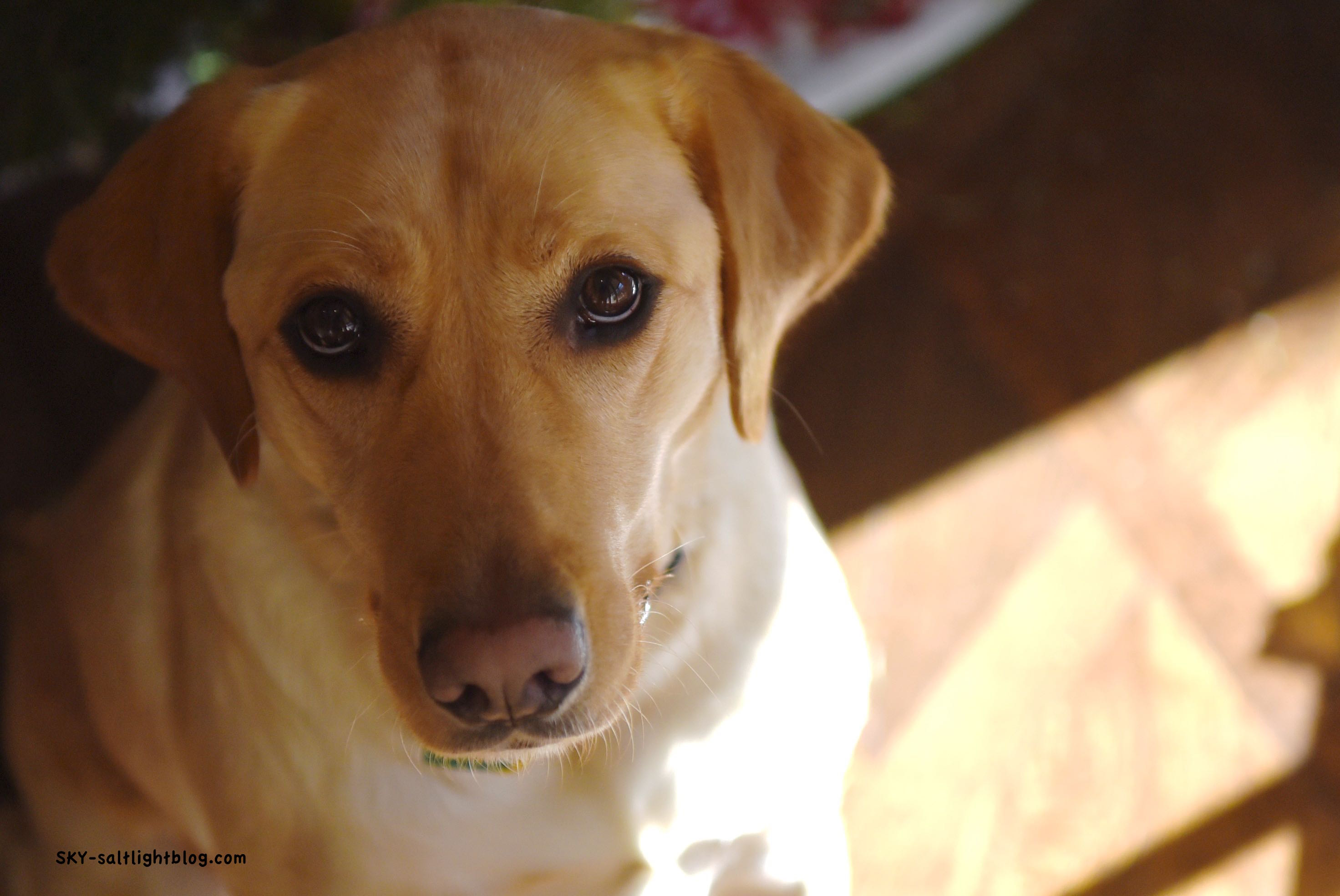 A cute photo of our pretty blonde lab SKY