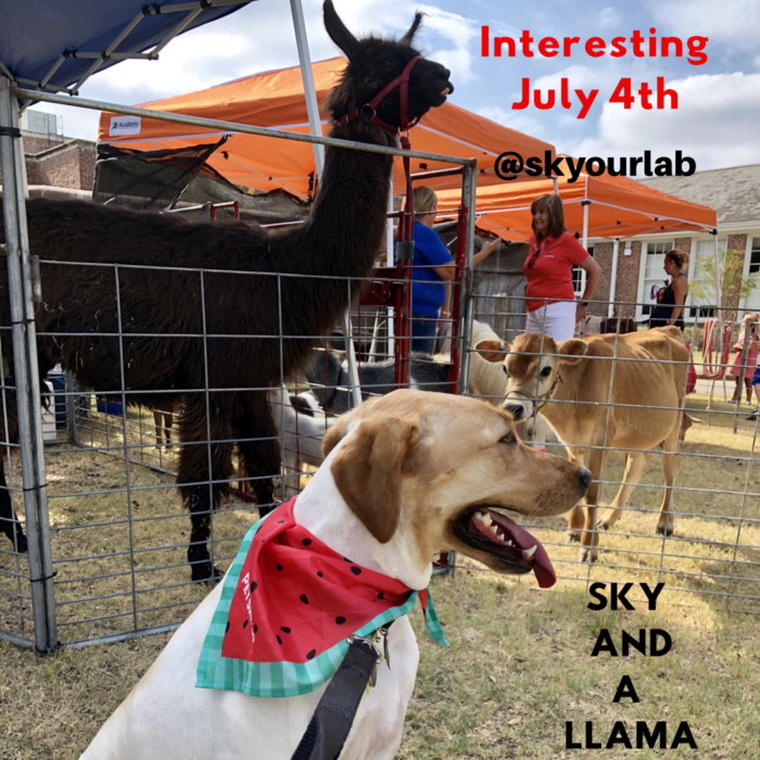 Sky and a Llama on the 4th of July! Never a dull moment