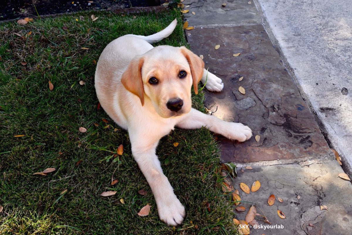 Our beautiful <strong>Labrador Retriever puppy</strong>, named SKY is talking to me with her Eyes