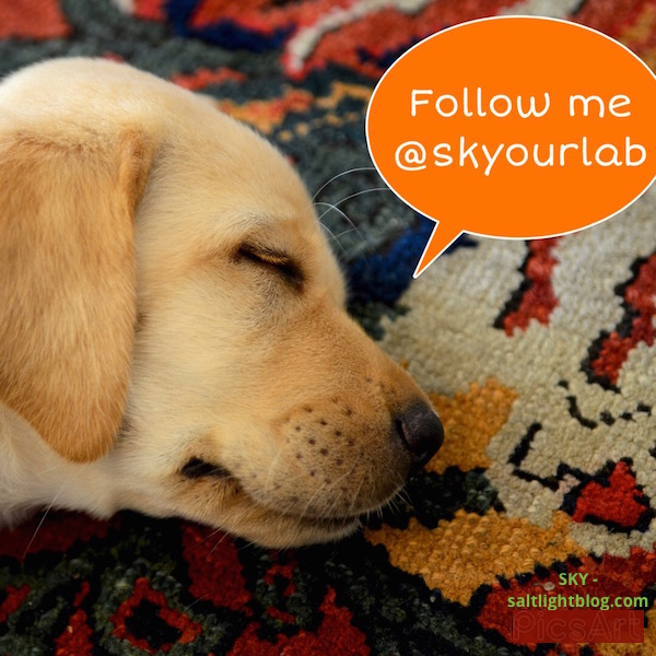 Follow SKY @skyourlab | Our beautiful Labrador Retriever is on Instagram Follow SKY @skyourlab | Our beautiful Labrador Retriever is on Instagram