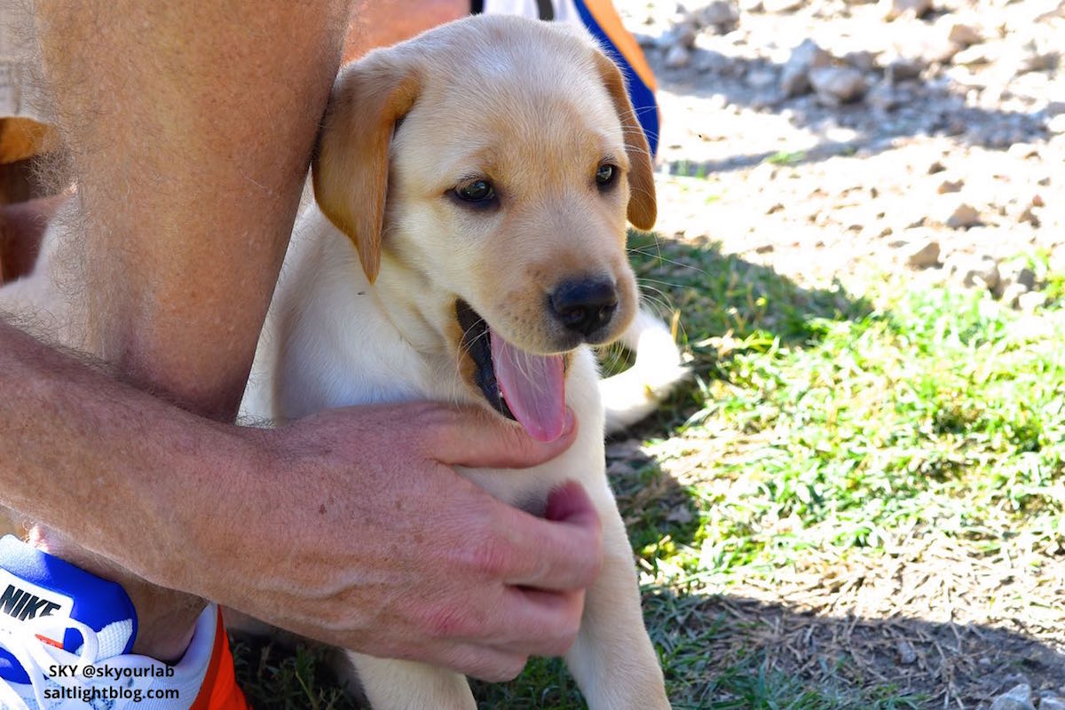 SKY our cute Labrador Retriever Puppy later named SKY @skyourlab Labrador Retriever Puppy will be going home with us to be named SKY