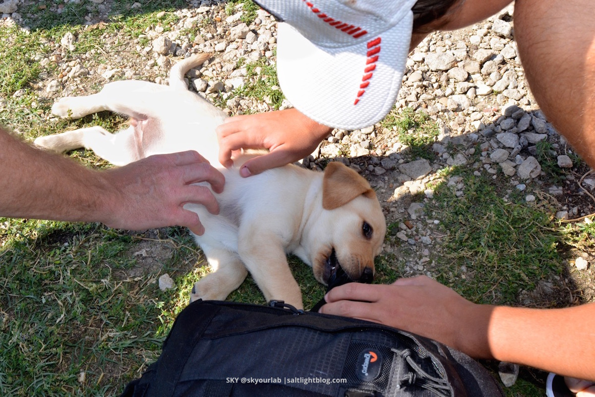 Selecting a beautiful Labrador Retriever PUPPY later to be named SKY Selecting a Labrador Retriever Puppy. Three hands petting the same puppy.