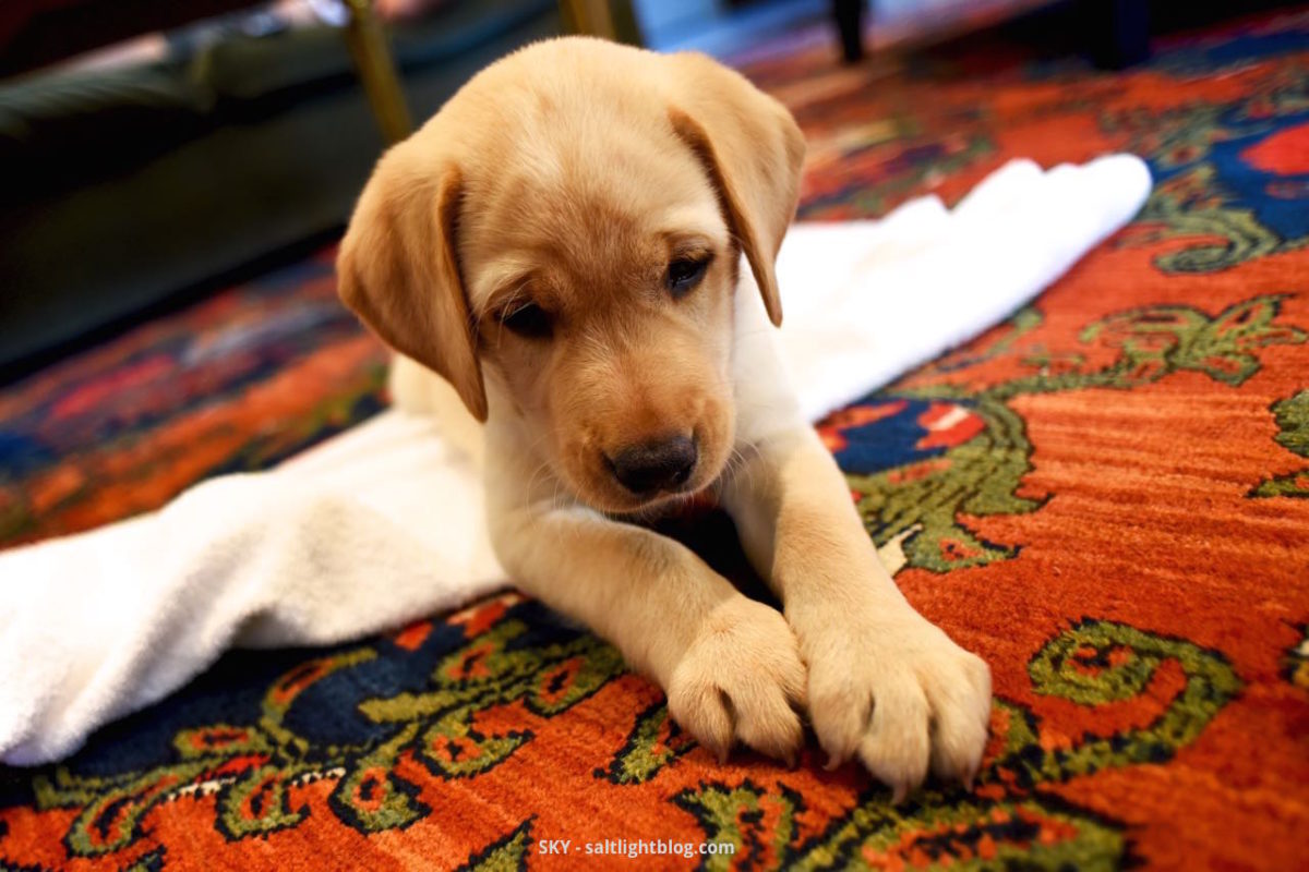 Our new Labrador Retriever Puppy, so small, laying on our red oriental rug