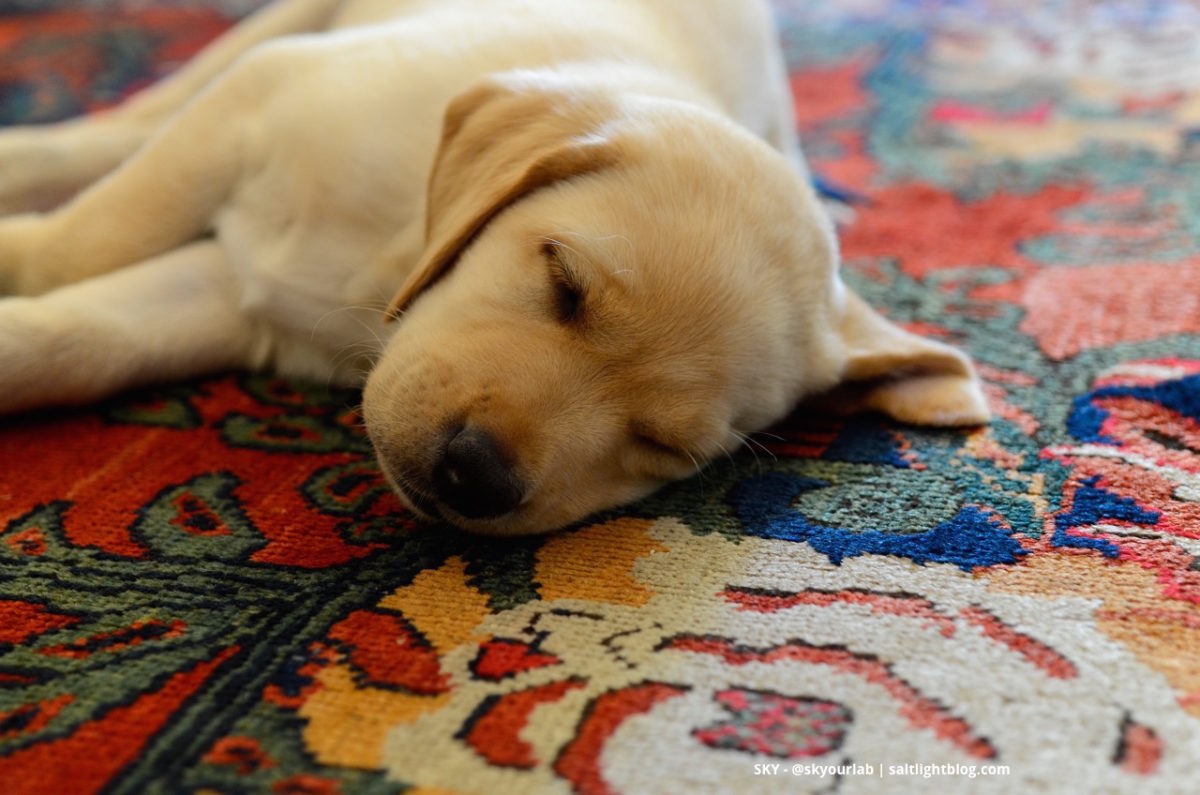 Our new sweet little Labrador Retriever Puppy is asleep. We named her SKY.